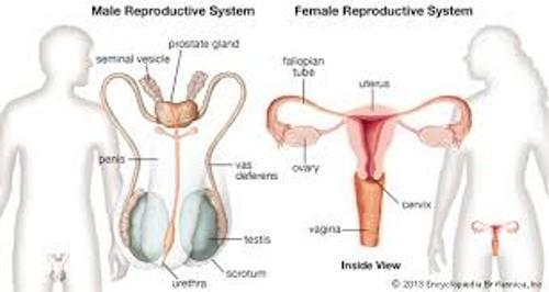 Reproductive System for Male and Female