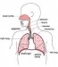 10 Interesting Respiration Facts