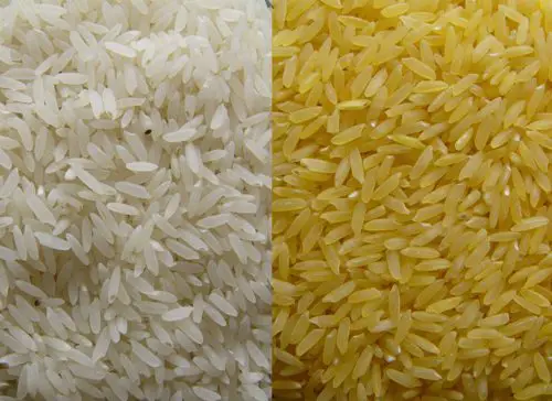 Rice Colors