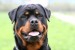 10 Interesting Rottweiler Facts