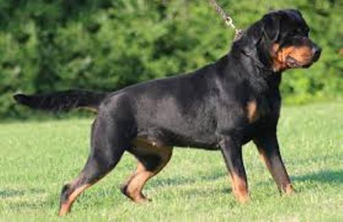 Rottweiler Pic