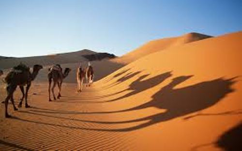 Sahara Desert Camel