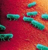 10 Interesting Salmonella Facts
