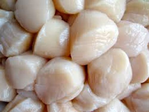 Facts about Scallop