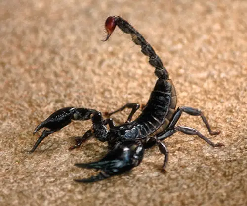 Facts about Scorpion