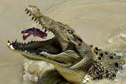 Saltwater Crocodile Eating
