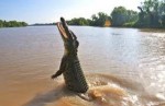 10 Interesting Saltwater Crocodile Facts