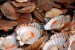 10 Interesting Scallop Facts