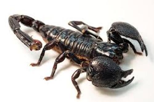 Scorpion Pic