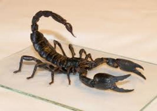 Scorpion Venom