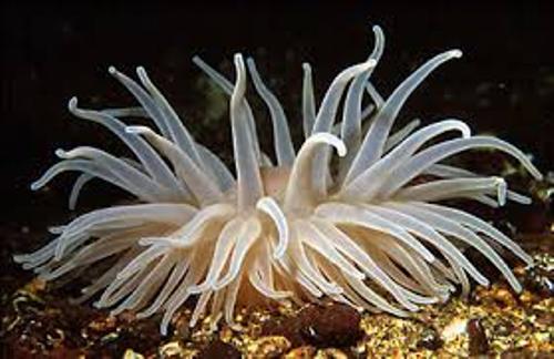 Facts about Sea Anemone