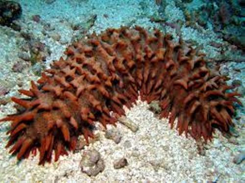 Facts about Sea Cucumber