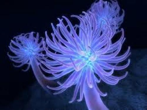 Sea Anemone Facts