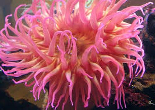 Sea Anemone Pic