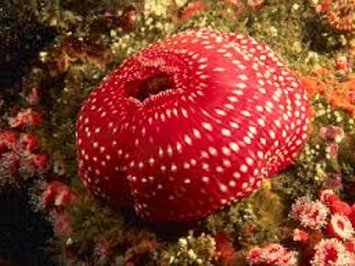 Sea Anemone Pictures