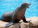 10 Interesting Sea Lion Facts