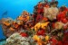 10 Interesting Sea Sponge Facts