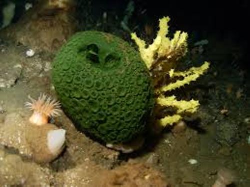 Sea Sponge Pic