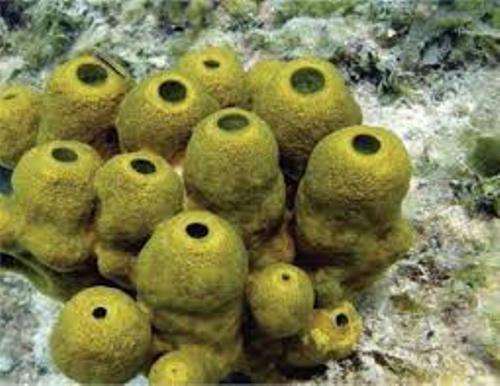 Sea Sponge Picture
