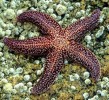 10 Interesting Sea Star Facts