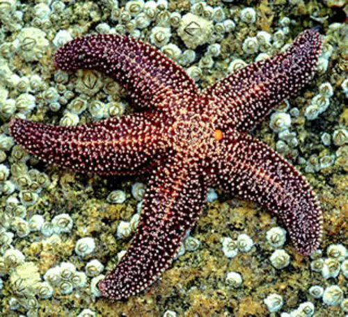 Sea Star Color