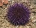 10 Interesting Sea Urchin Facts
