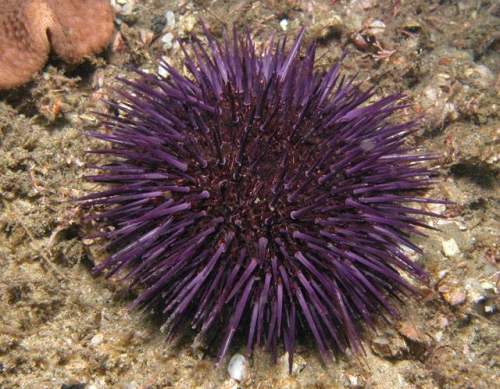 Sea Urchin Color