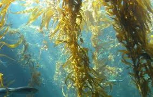Seaweed Facts