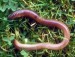 10 Interesting Segmented Worm Facts