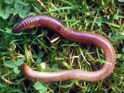 10 Interesting Segmented Worm Facts - My Interesting Facts