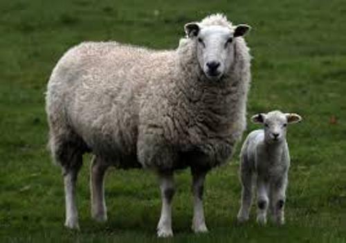 Facts about Sheep