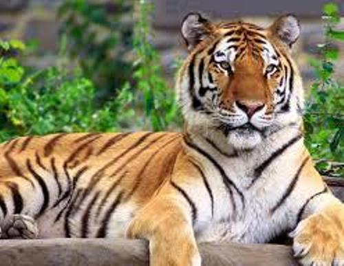 Facts about Siberian Tiger