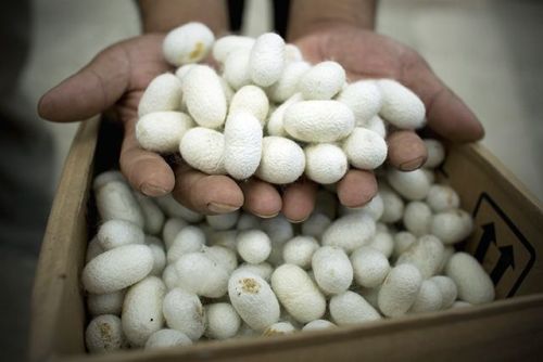 Facts about Silkworm