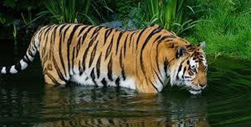 Siberian Tiger Facts