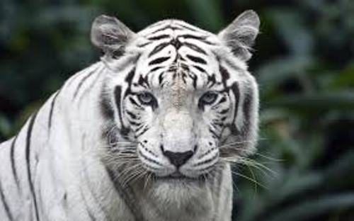 Siberian Tiger Image
