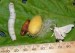 10 Interesting Silkworm Facts