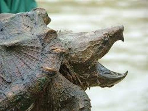 Facts about Snapping Turtle