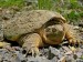 10 Interesting Snapping Turtle Facts