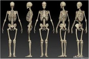 10 Interesting Skeleton Facts | My Interesting Facts