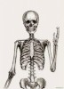 10 Interesting Skeleton Facts