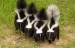 10 Interesting Skunk Facts