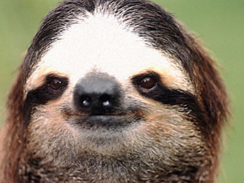 Sloth Face