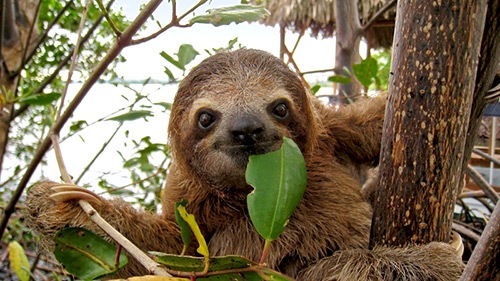 Sloth Image