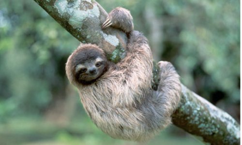 Sloth Pic