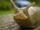 10 Interesting Slug Facts