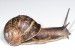 10 Interesting Snail Facts