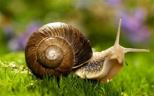 Snail Facts