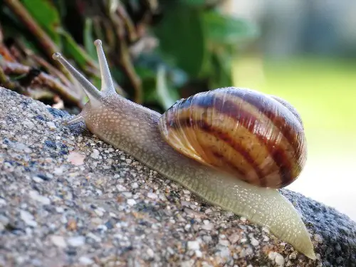 Snail Picture