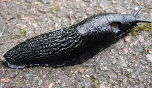 facts about Slug