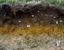 10 Interesting Soil Facts